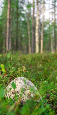 Ağaçlar ve çalılar arasında yeşil otlar bulunan büyük taşlı, fotografik orman manzarası. Büyük kaya parçasıyla canlı manzara.