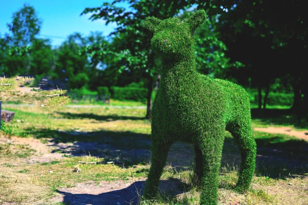 Зеленый олень с газона стоит на лужайке — стоковое фото