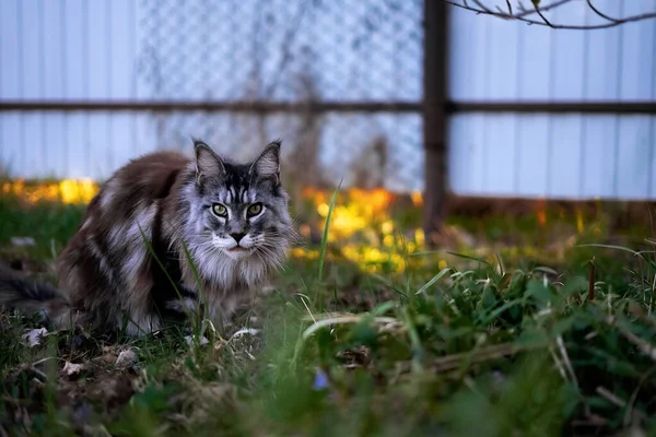 Grigio Maine Coon gatto nascosto nell'erba — Foto Stock