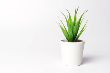 Beyaz arkaplanda küçük bir saksıda yeşil küçük bir çiçek