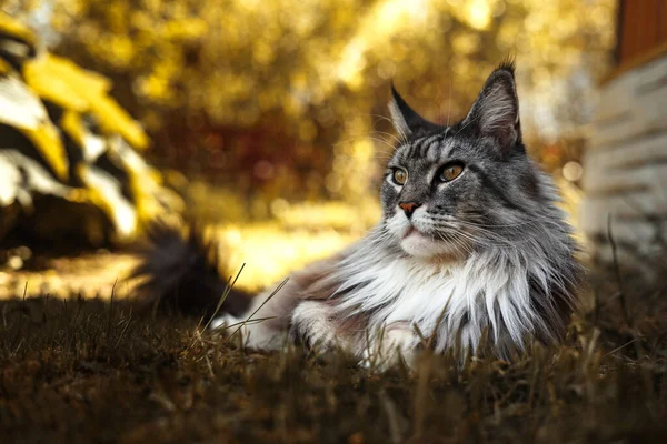 Gray Maine Mýval kočka odpočívá na zeleném trávníku — Stock fotografie
