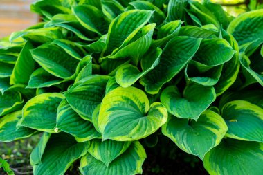 Parlak yeşil Khosta çalısı güpegündüz