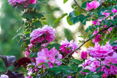 Parlak çiçekleri ve koyu yaprakları olan gül çalısı.