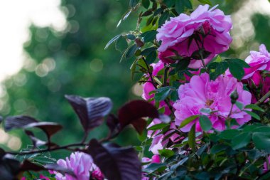 Güller ve tomurcuklar arılar için hazırlanıyor.
