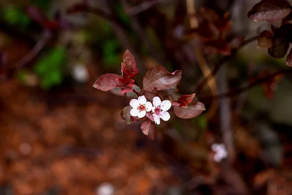 Jarní Zahradě Záleží Jen Bílém Květu — Stock fotografie