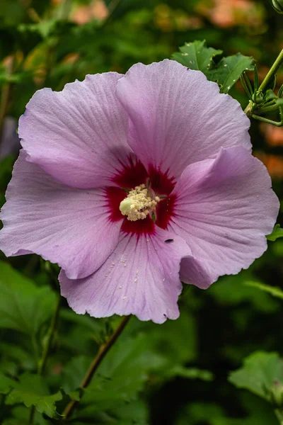 Purple Hibiscus Handiwork Insects Caught Act — Stock Photo, Image