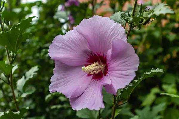 Purple Hibiscus Sharp Focus Still Time Int Summer — Stock Photo, Image