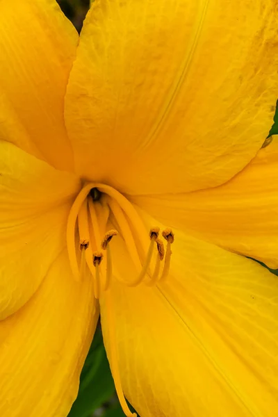 Precyzja Piękno Kolorze Żółtym — Zdjęcie stockowe