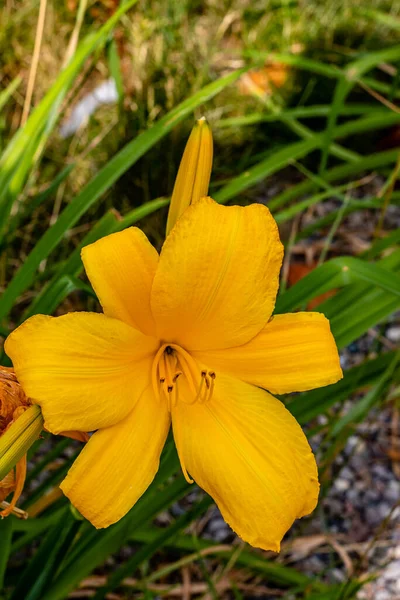 Żółty Kwiat Dzwonu Żółtym Pączkiem Nim — Zdjęcie stockowe