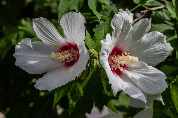 Two White Hibiscus Trying Draw Attention Directions — Stock Photo, Image