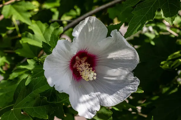 Glowing White Hibiscus Petals Wafer — Stock Photo, Image