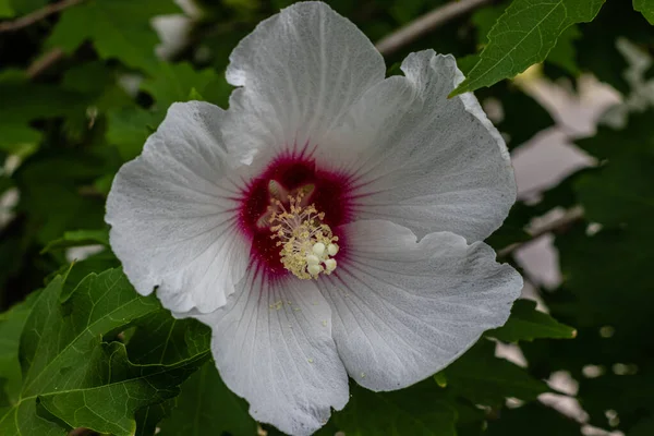 White Hibiscus Morning Sun — Stock Photo, Image