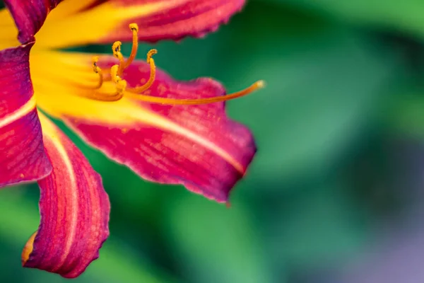 Bardzo Blisko Płatków Pyłków Czerwonego Żółtego Kwiatu — Zdjęcie stockowe