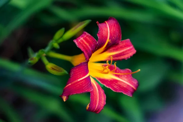 Flor Vermelha Seus Botões Hastes Destacam Para Atrair Polinizadores — Fotografia de Stock