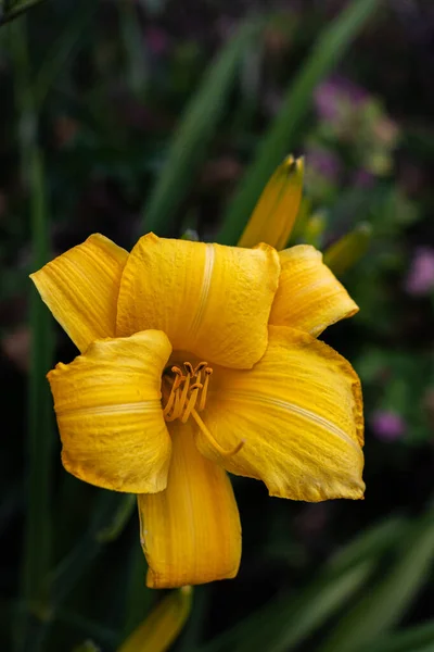 Flor Sino Amarelo Totalmente Florescido Fundo Verde Escuro — Fotografia de Stock