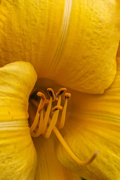 Желтые Лепестки Пыльца — стоковое фото