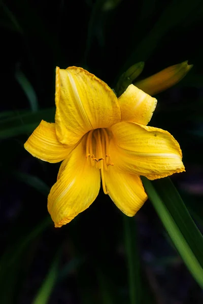 Fleur Cloche Jaune Avec Son Pollen Qui Sort — Photo