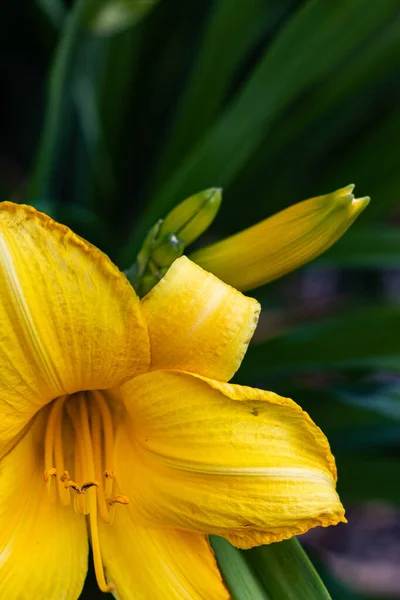 Knospen Die Hinter Der Blühenden Blume Auftauchen Für Die Schönheit — Stockfoto