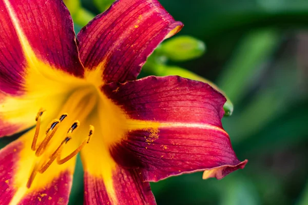 Zbliżenie Się Pyłków Czerwonego Kwiatu — Zdjęcie stockowe