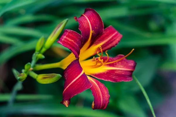 Flor Vermelha Amarela Brilhante Plena Exposição Para Atrair Abelhas — Fotografia de Stock