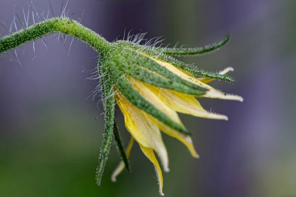 Protective Cover Tomato Flower Nature — Stock Photo, Image