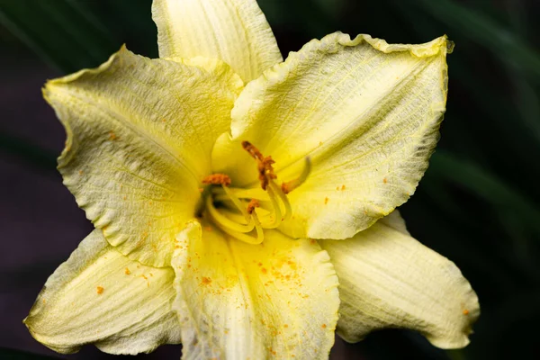 Zbliżanie Się Kwitnącego Wiosnę Żółtego Kwiatu — Zdjęcie stockowe