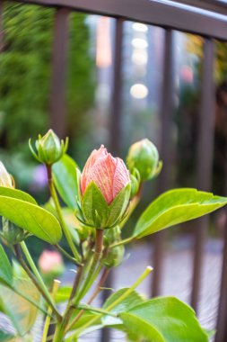Turuncu amberin tomurcukları tam ekrana çıkmak üzere.