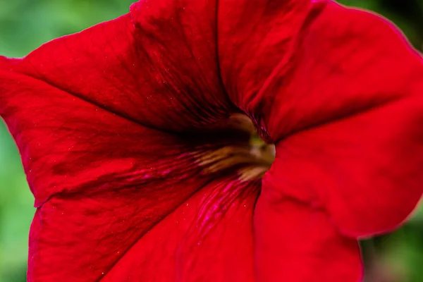 Chegando Muito Perto Tot Ele Centro Hibisco Vermelho — Fotografia de Stock