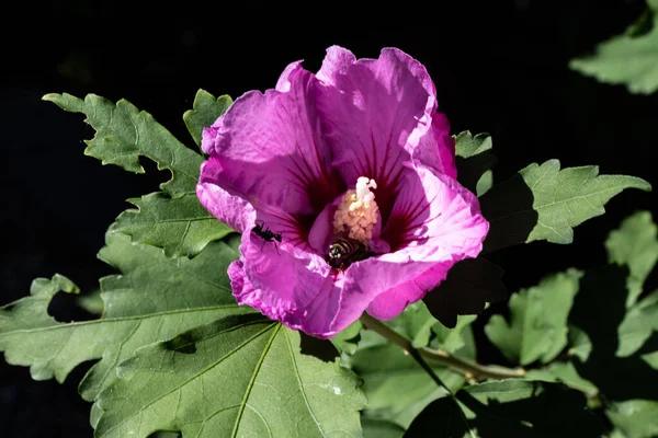 Bees Insects Work Pink Hibiscus — Stock Photo, Image