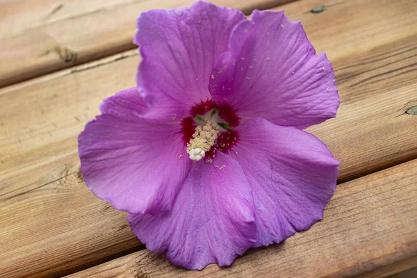 Pink Hibiscus Deck Pollen Falling Out — Stock Photo, Image