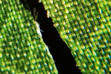 Basit bir plastik yaprağın içinde büyük bir bölünme.