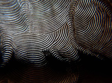 Zemin camında plastik bir filme yaklaşan ilginç zebra desenleri görülüyor.