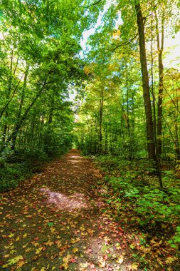 Bright green forest leaves shining in contrast to the fallen colorful maple, ON, Canada