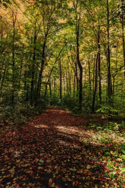 Thick Fall foliage covers not just the floor, but the entire canopy, ON, Canada
