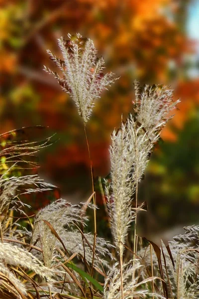 Helechos Blancos Fondo Naranja Brillante Las Hojas Arce Iluminadas Otoño —  Fotos de Stock