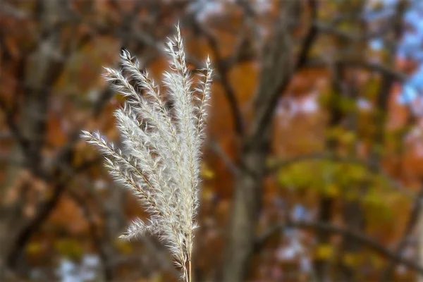 Felce Bianca Sfocata Brillante Ambiente Autunnale Arancione Canada — Foto Stock