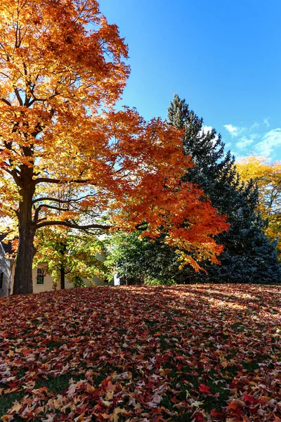 Beautiful Cover Bright Red Maple Leaves Grass Canada — Stockfoto