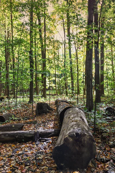 Large Fallen Logs Forest Floor Canada — Stok fotoğraf
