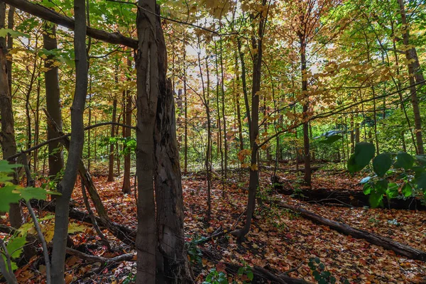 Deep Forest Fall Canada — Stok fotoğraf