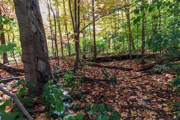 Trunks Fallen Leaves Thinning Foliage Canada — Stock Fotó