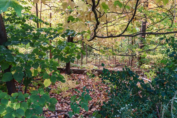 Suelo Del Bosque Decorado Por Las Coloridas Hojas Otoño Canadá — Foto de Stock