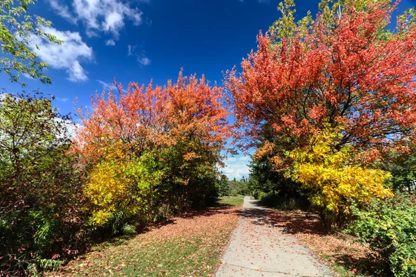 Hermosos Colores Otoño Una Tarde Otoño Brillante Canadá —  Fotos de Stock