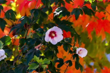 Hibiscus flowering during the beautiful Fall season, ON, Canada
