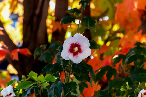 白色的芙蓉和红色的秋天枫叶在一起 在加拿大 — 图库照片