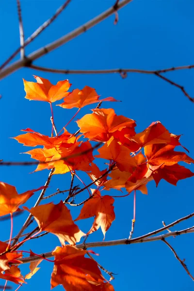 Cielo Azul Añade Contraste Follaje Rojo Otoño Canadá — Foto de Stock