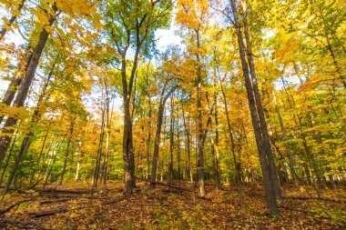 Sonbahar güneşi, hiç ısıtma olmadan ormanda şenlik ateşi yakıyor.