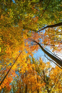 Sonbahar güneşi, Orta Kanada 'ya düşen değişen renkli yaprakları aydınlatıyor.