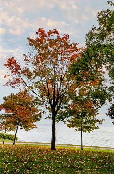 stock image Colorful maple stands majestically by lakeside - Fall in Central Canada, ON