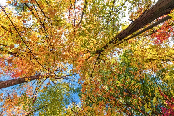 Los Rojos Acentúan Las Hojas Color Amarillo Brillante Caída Centro — Foto de Stock