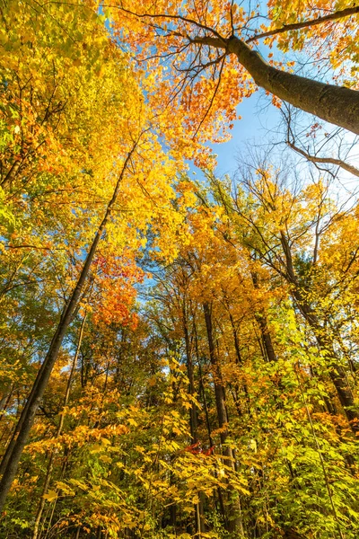 Kleuren Veranderen Van Onder Naar Boven Het Bos Herfst Centraal — Stockfoto